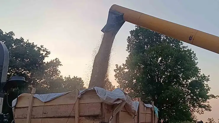 Arpa ve Buğday bereketi