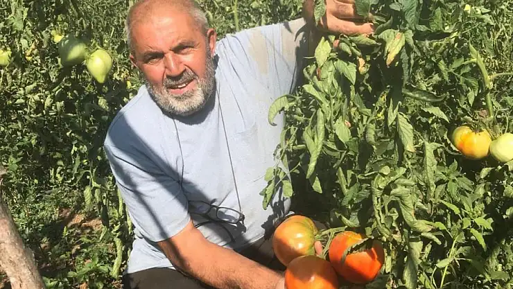 Ata tohumlarından domates üretiyor