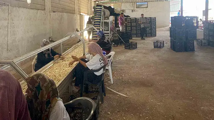 Ata tohumu tesisi kuruldu