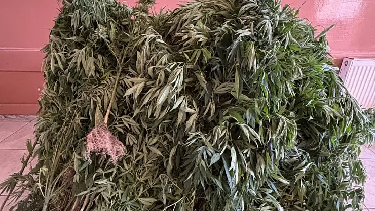 Aydın'da uyuşturucu  operasyonu