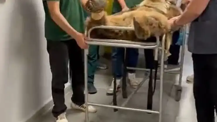 Ayının BT görüntüleri sosyal medyada paylaşıldı