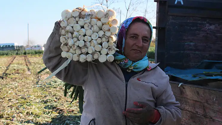 Bafra'da 28 Bin Ton pırasa rekoltesi bekleniyor