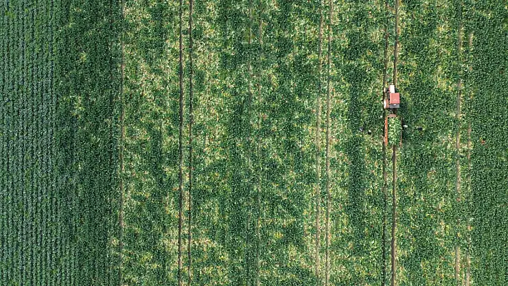 Bafra'da 75 Bin Ton Karnabahar Rekoltesi Bekleniyor