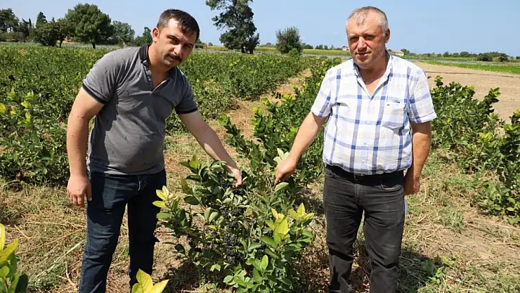 Bafra Ovası'nda aronya üretimi yaygınlaşıyor