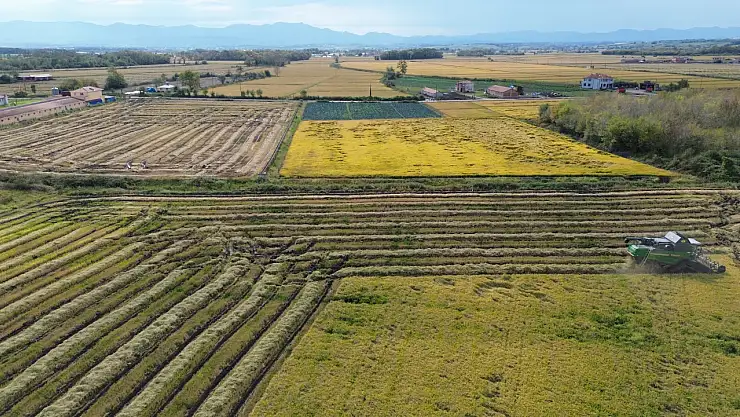 Bafra Ovası'nda Çeltik Üreticisinin Yüzünü Güldüren Sır Ne?