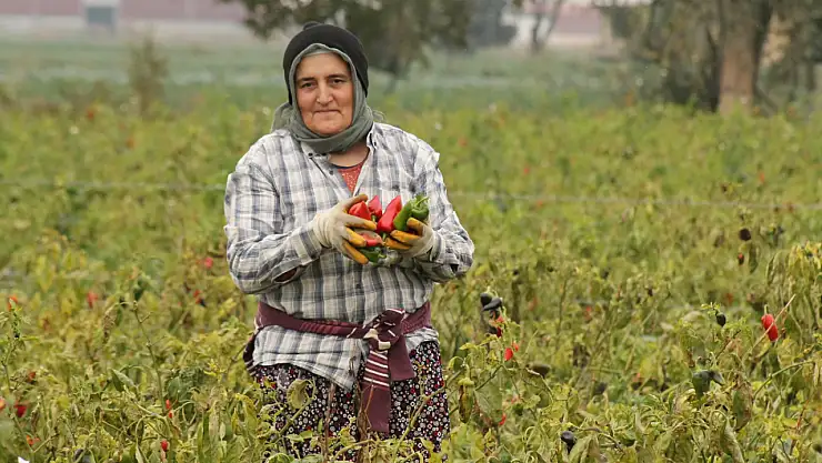 Bafra Ovası'nda kapya biber hasadı devam ediyor