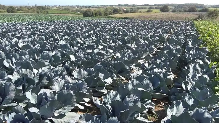 Bafra Ovası'nda kışlık sebze ekimi başladı