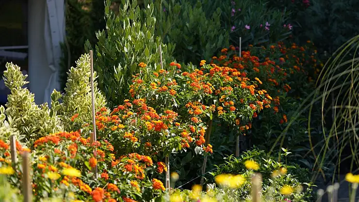 Bahçeden dünyaya açılan kapı