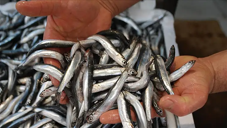 Balık avcılığında hamsi zirvede