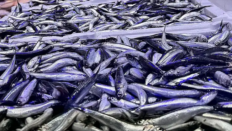 Balıkçı tezgahlarında hamsi bolluğu yaşanıyor
