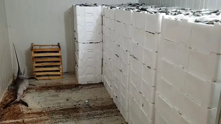 Balıklar ele geçirildi