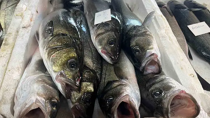 Balıklar sabah mezatta alıcıyla buluşuyor