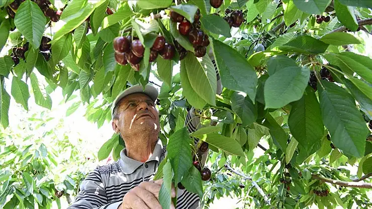 Bardağa sığmayan kirazlar yurt dışına