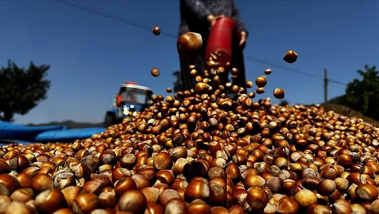 Bartın'da Fındık Fiyatları 12 Kasım 2025: Kısıtlı Ürün, Yüksek Fiyat!