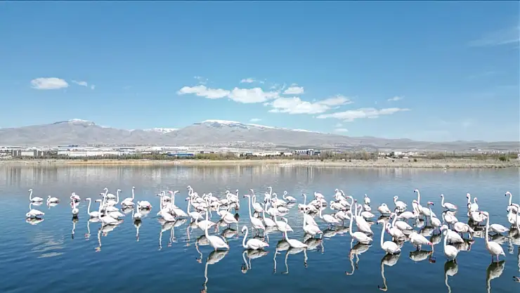 Besiciler hayvanlarını otlatıyor