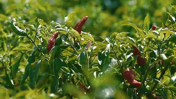 Biber mesaisi başladı