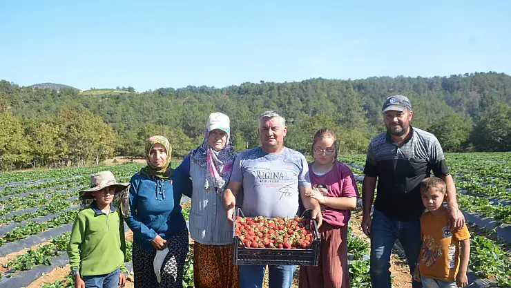 Bilecik'te Çiftçiler Çilekle Kazançlarını 30 Kat Arttırdı