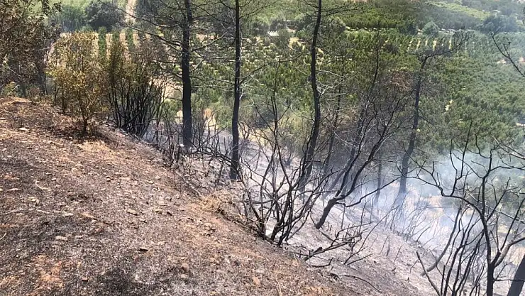 Bilecik'te orman yangını ekipler tarafından söndürüldü