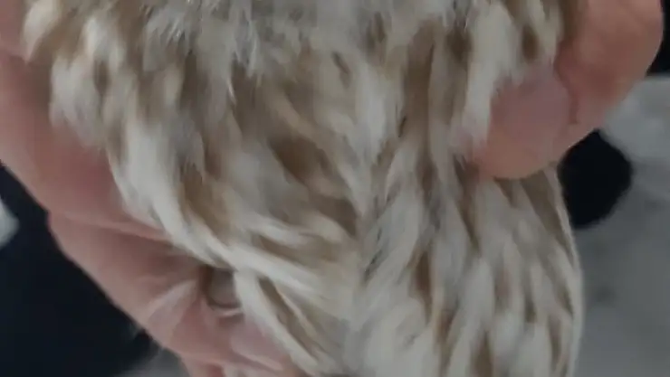 Bitkin baykuş kurtarıldı