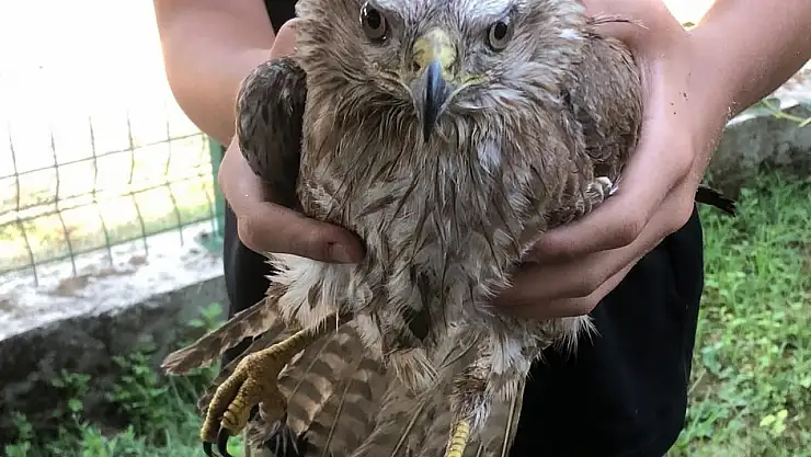 Bitkin haldeki doğan koruma altına alındı