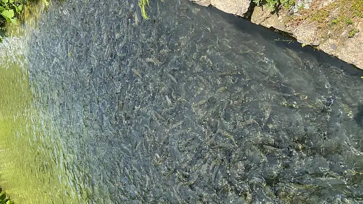 Bolu'nun Mudurnu İlçesinde Su Ürünleri Tesislerine Denetim