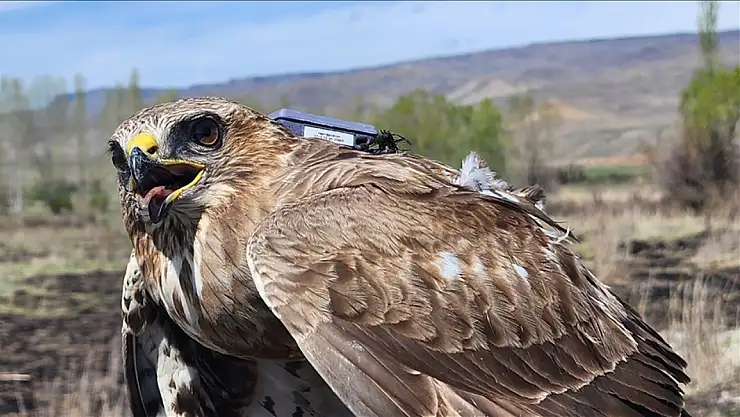 Bozkır şahini 2,5 yılda 28 ülkede 103 bin kilometre uçtu