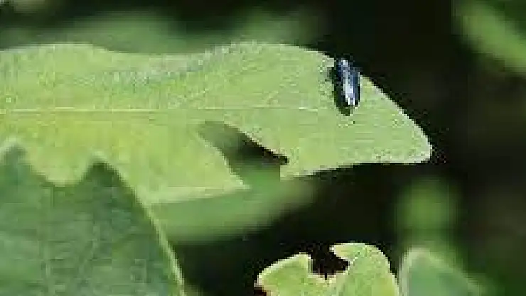 Bu böcekler servet değerinde!