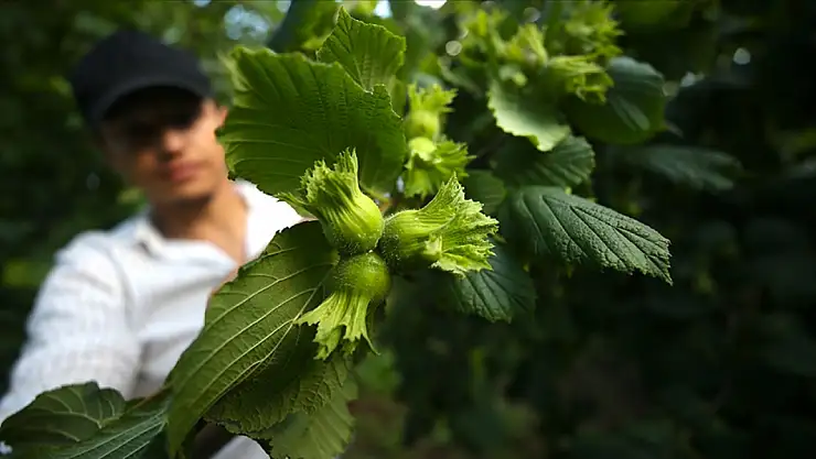 Bu yıl 453 bin ton olması bekleniyor