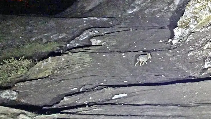 Budaklı kaplıcaları için vahşi hayvan uyarısı