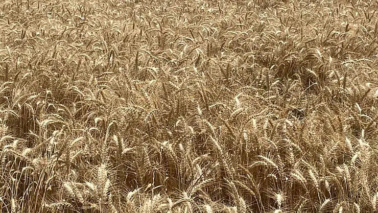 Buğdayın tonu 2 bin 760 lira arttı