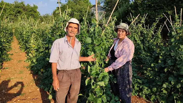 Çameli'nin Meşhur Sırık Fasulyesinde Hasat Zamanı