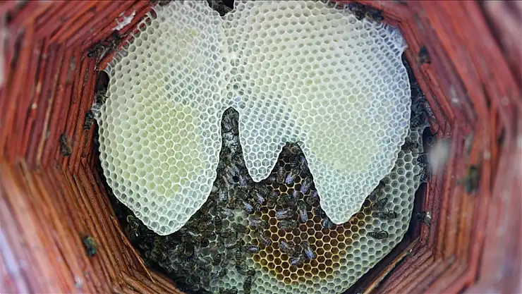 Çamurdan Kovana, Bin Bir Çiçekten Sofraya