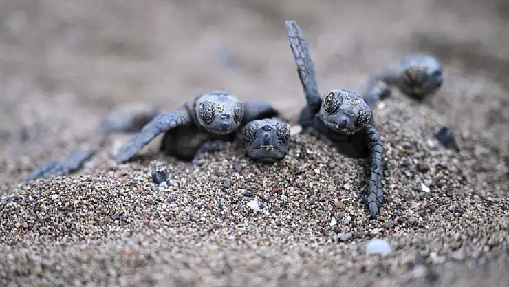 Caretta caretta yavruları denizle buluştu