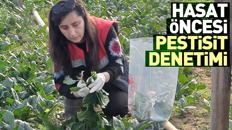 Çarşamba'da hasat öncesi pestisit denetimi