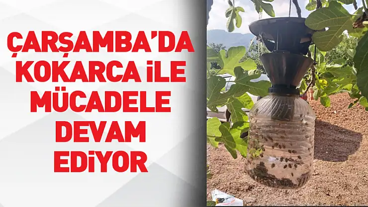 Çarşamba'da kokarca ile mücadele devam ediyor