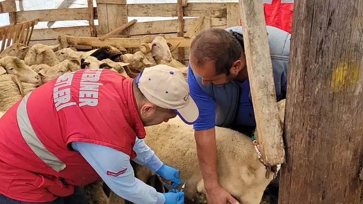 Çarşamba'da Küçükbaş Hayvanlara Şap Aşılaması Yapıldı