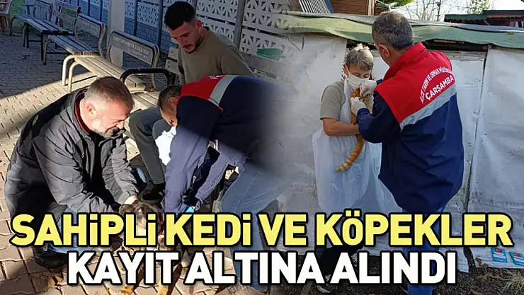 Çarşamba'da sahipli kedi ve köpekler kayıt altına alındı