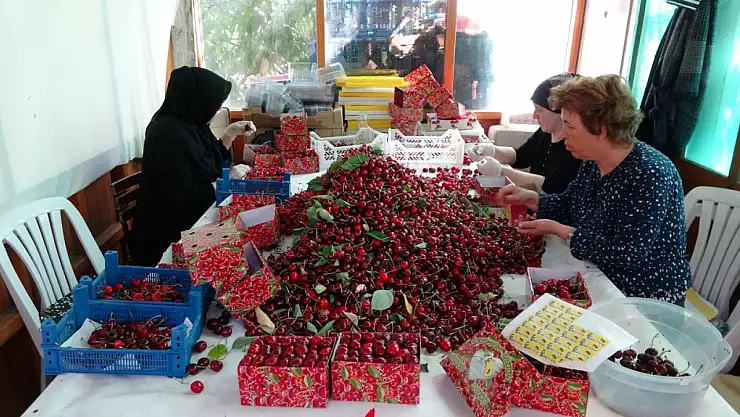 Çay bardağına sığmayan kirazda tonlar konuşuluyor