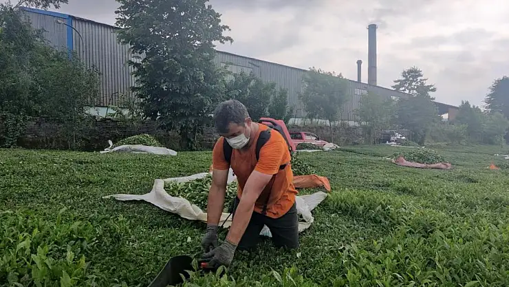 Çay fabrikasının bacası tehlike saçıyor