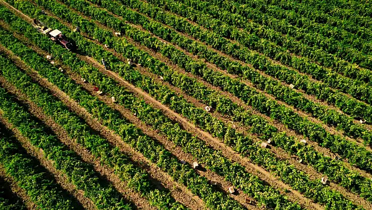 Çekirdeksiz üzümde hasat sezonu buruk başladı