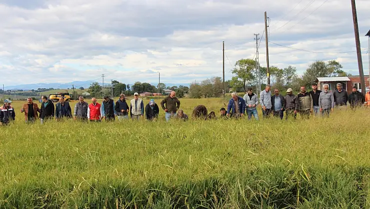Çeltikte dolu felaketi: 'Zarar yüzde 75'