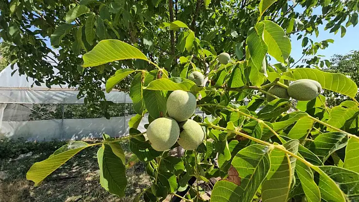 Ceviz rekoltesinde rekor beklenti