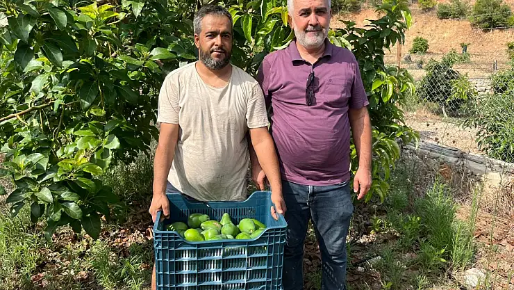 Clifton cinsi avokado hasadı başladı