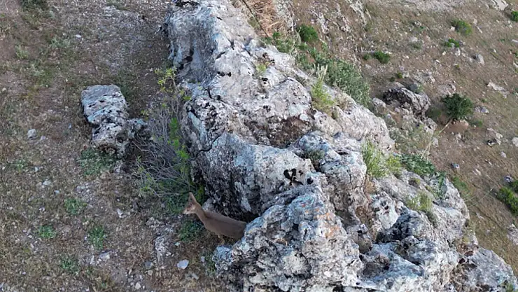 Dağ keçileri köye indi