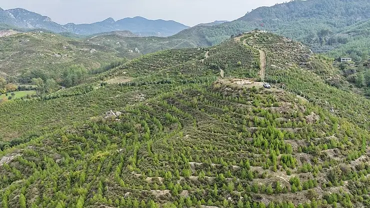 Dalaman'da 6 yıl önce dikilen fidanlar ormana dönüştü