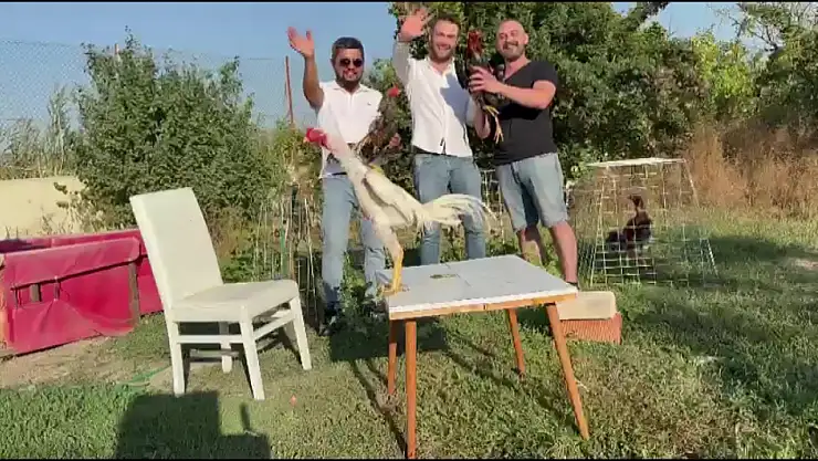 Damada Takı Yerine 250 Bin TL'lik Hint Horozu Hediye Edildi