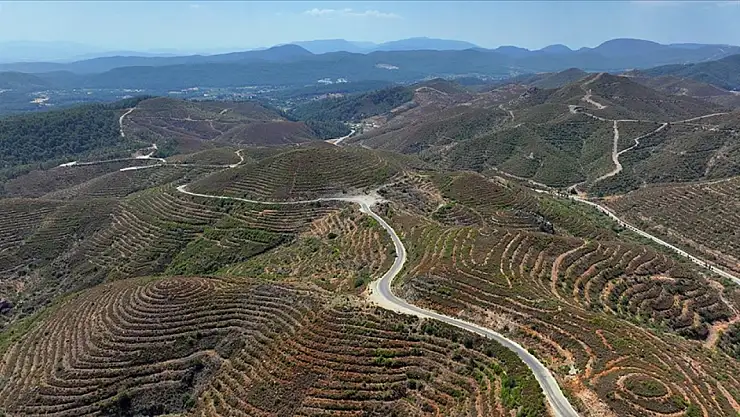 Dikilen fidanlar 2 metreye ulaştı