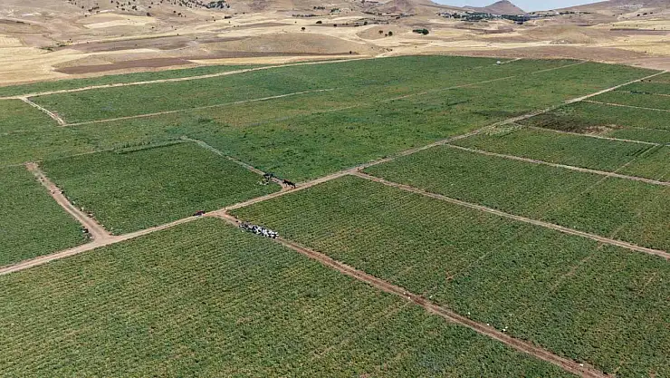 'Dışarıda 25 liraya alacağınıza tarladan 8 liraya alın'