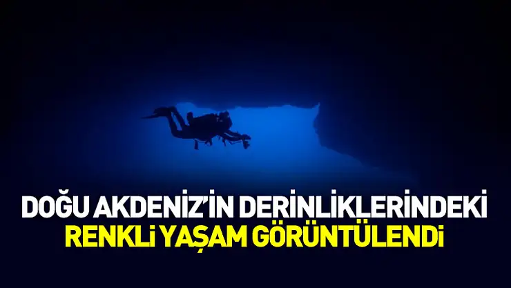 Doğu Akdeniz'in derinliklerindeki renkli yaşam görüntülendi