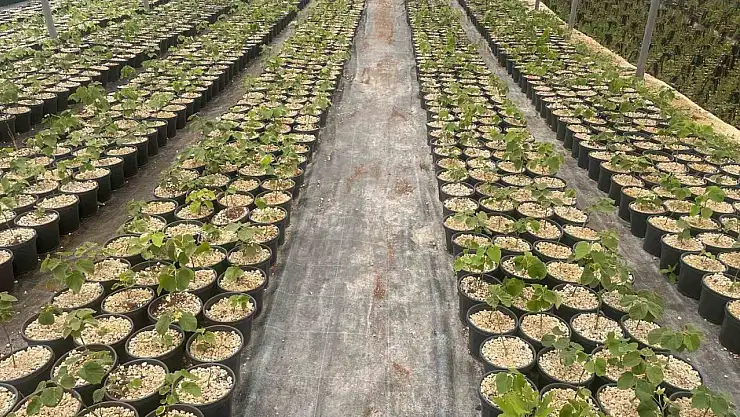 Dünyaya açılmayı hedefliyorlar